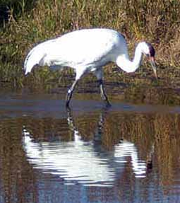 WhoopingCrane