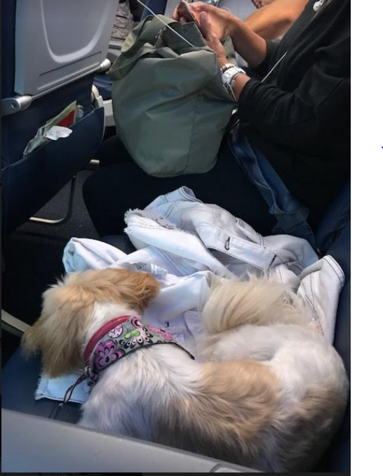 Dog on plane 9.23.2018